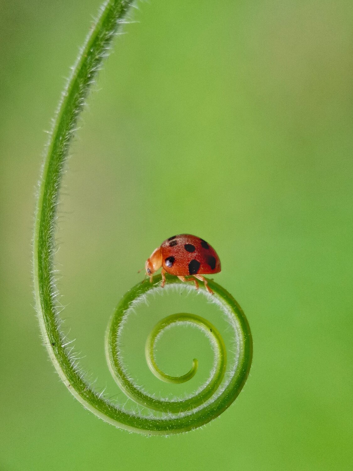 Ladybug