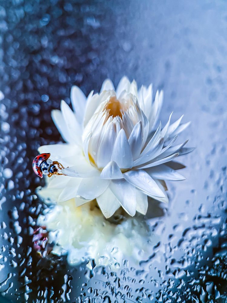 Photograph by Мария Чернецова