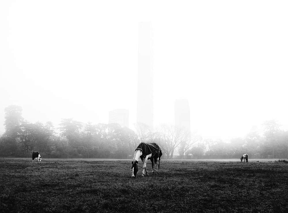 || Majestic Maidan ||