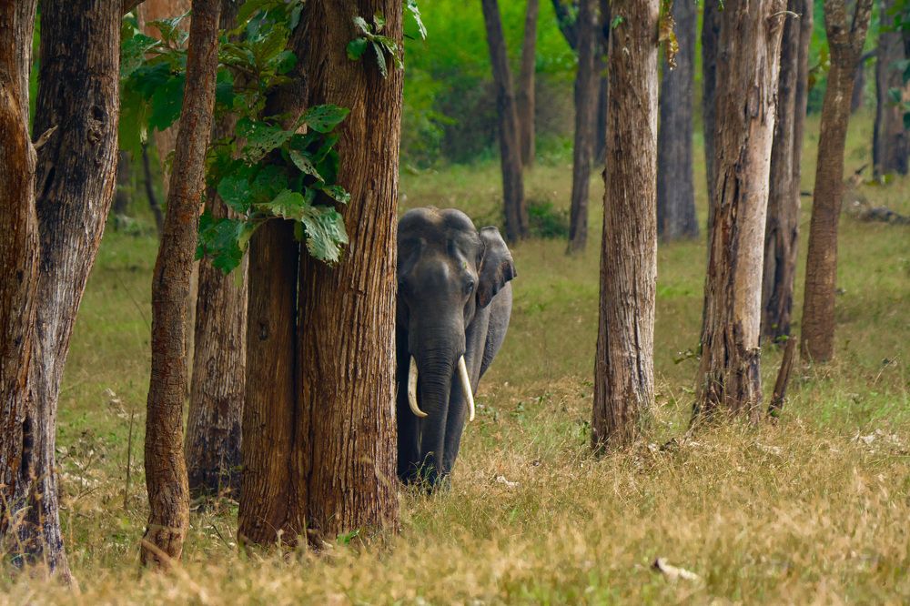 Asian Elephant playing Hide & Seek