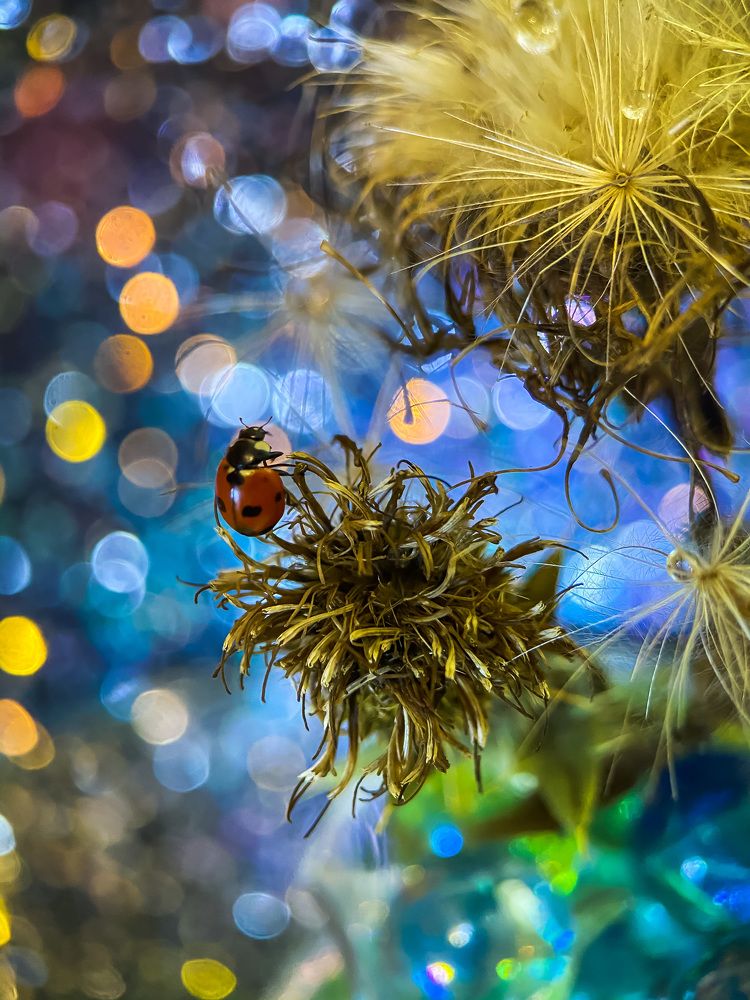 Божья коровка на диско-пати.