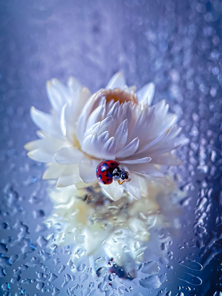 Божья коровка и гелихризум.