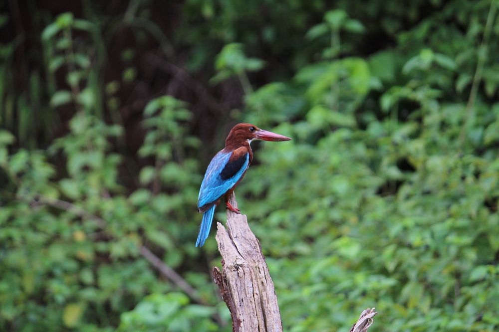 Photograph by Vikas Gangpari