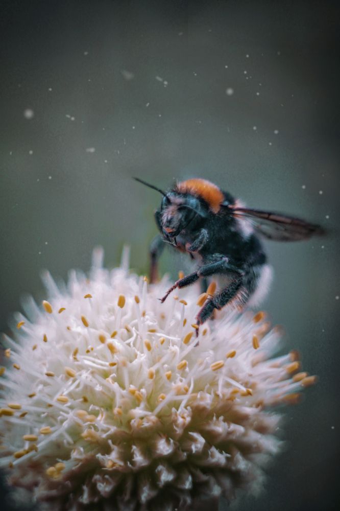 Полет шмеля.