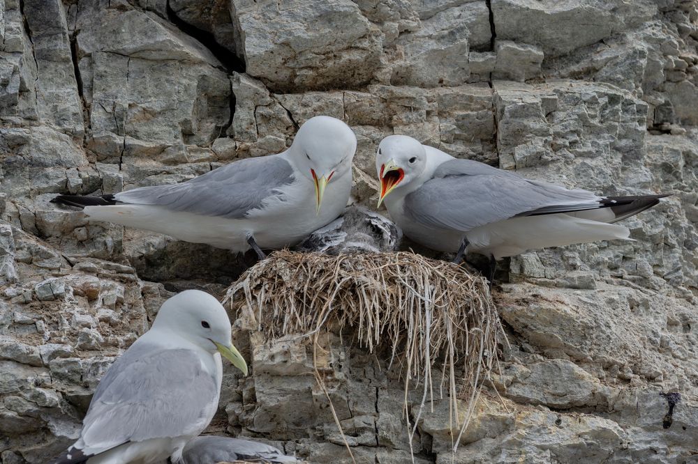 Фотография автора Олег Набровенков