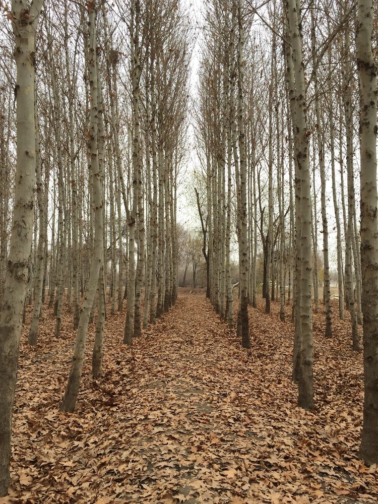 Photograph by najmeh hakimaei