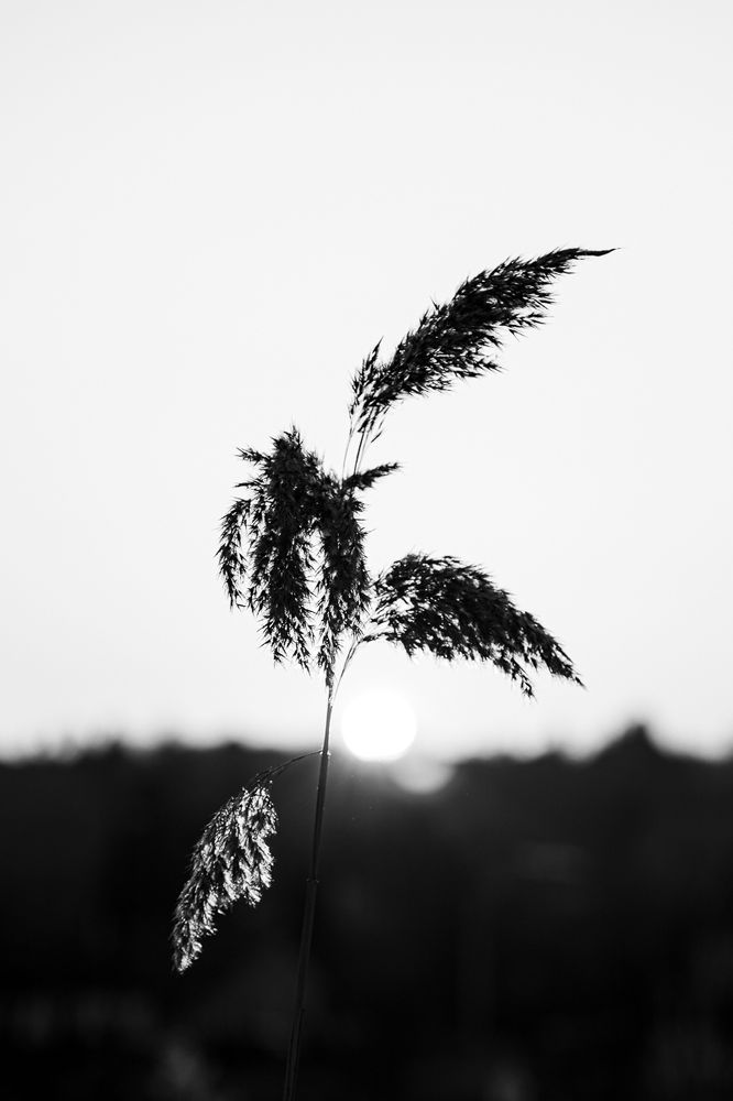 Photograph by Zsolt Noszkó