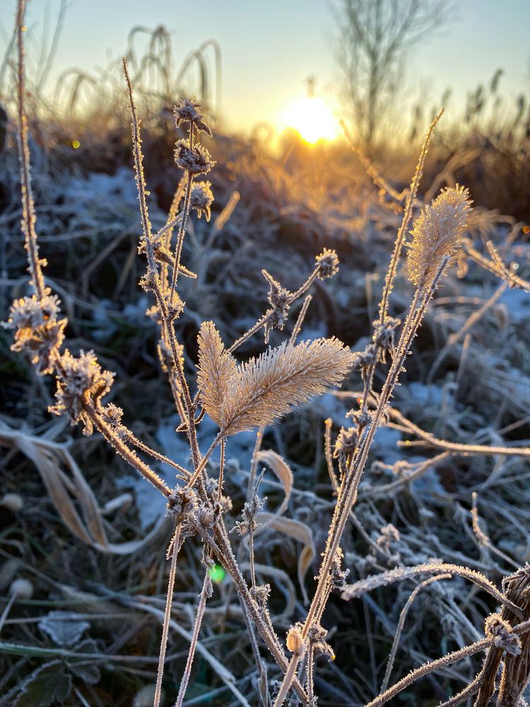 Красота зимнего утра