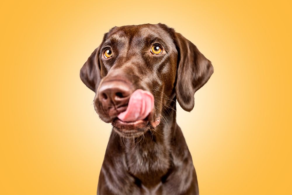 Colourful Dogs - Colourful Life