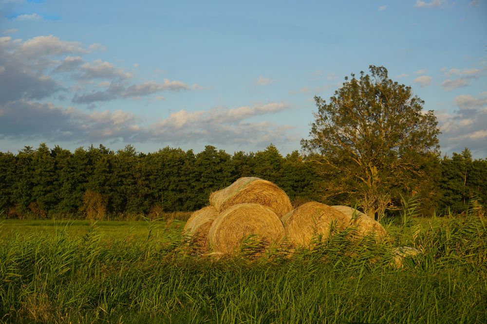 Photograph by Елена Никонова