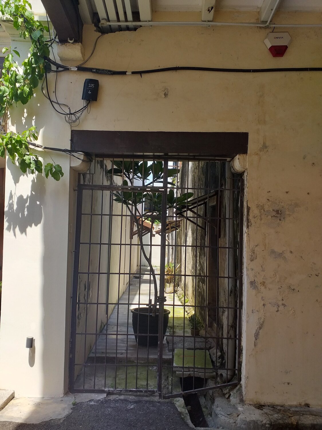 Caged Conifer