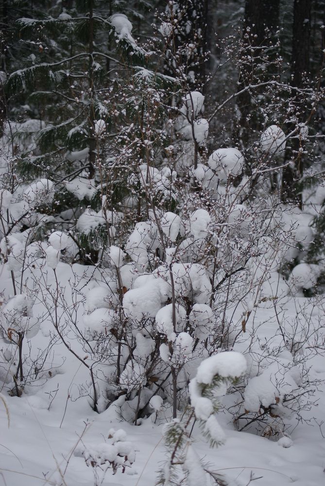 Photograph by Александра Бардамова