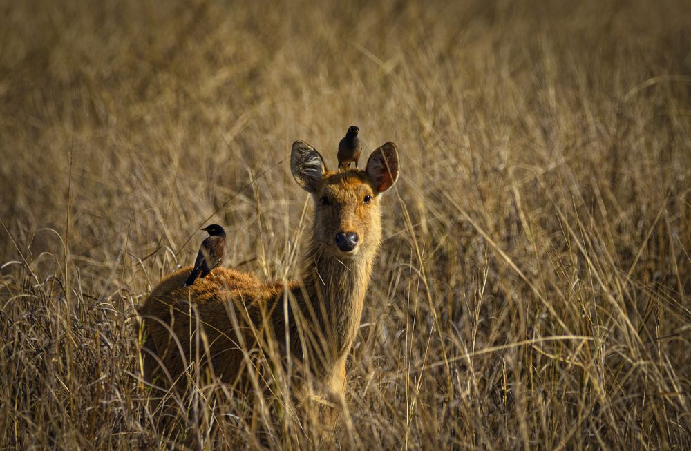 Photograph by Smita Behera
