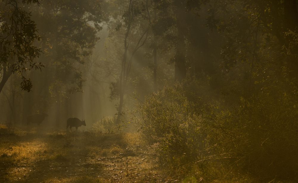 Photograph by Smita Behera