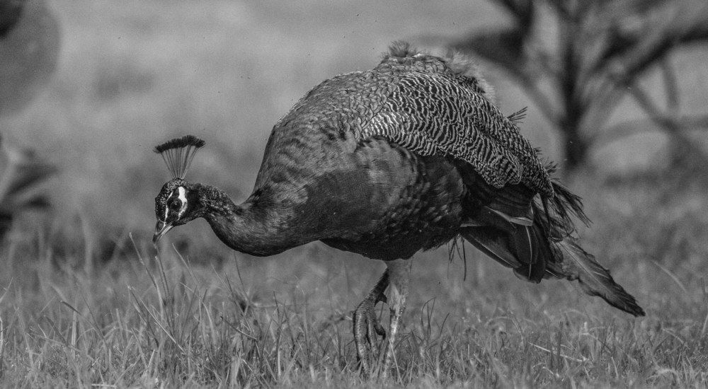 Photograph by Godfrey Banda