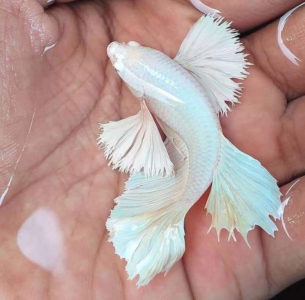 Photograph by Rajapaksha Vishwa