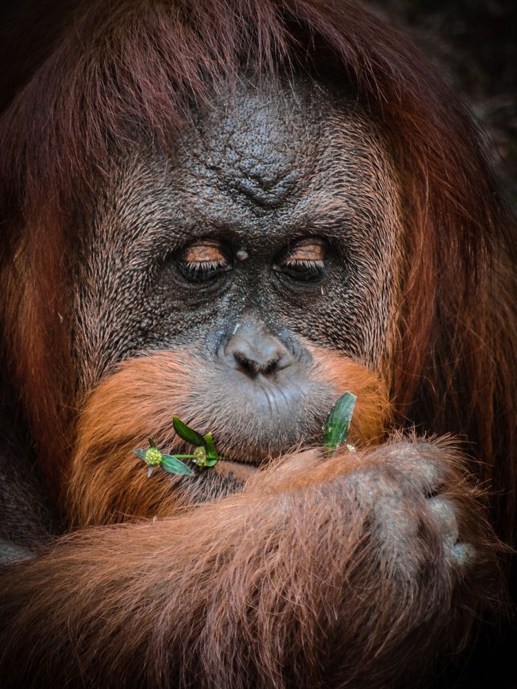 Orangutan and a Wild Flower