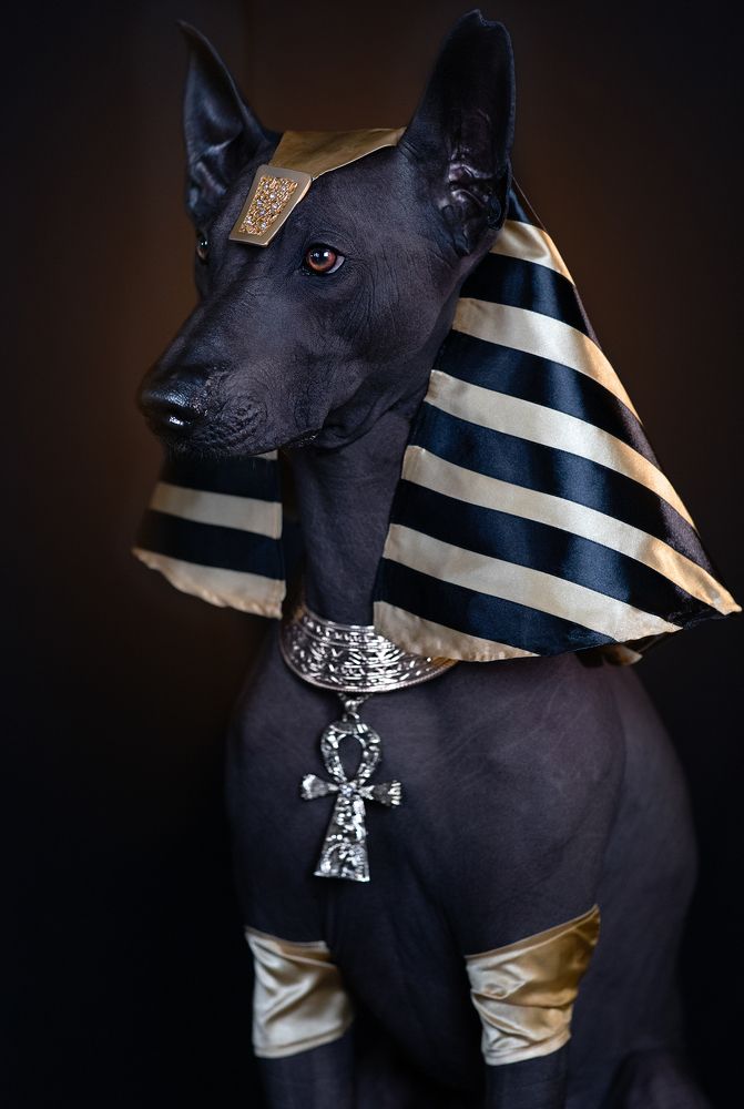 Хвостатые актеры