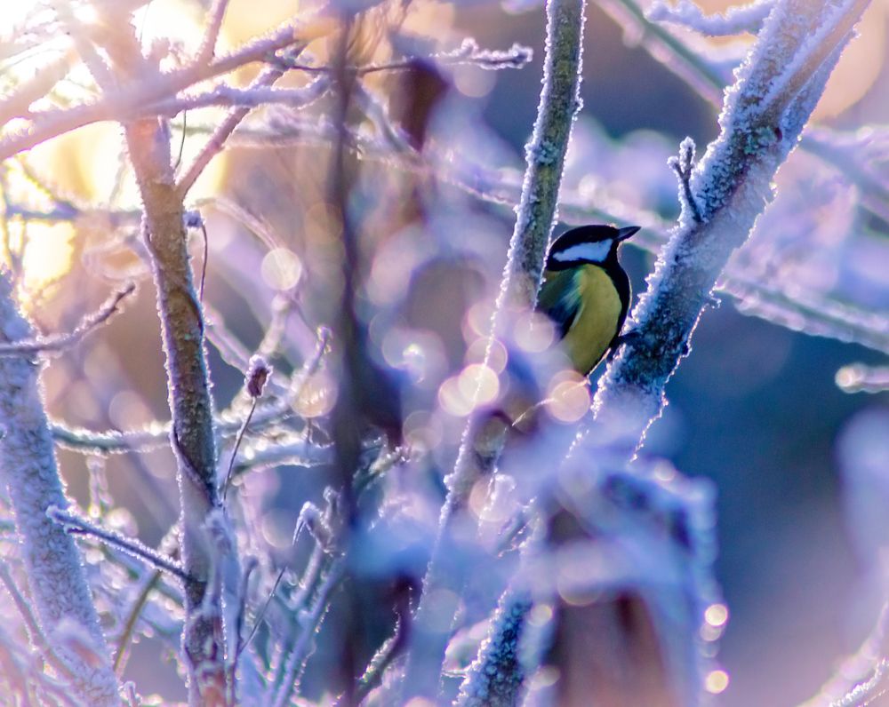 Холодно синичке