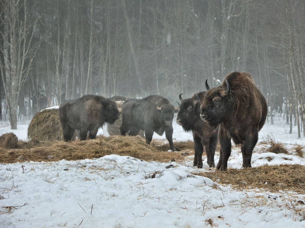 Photograph by Сергей Протасов