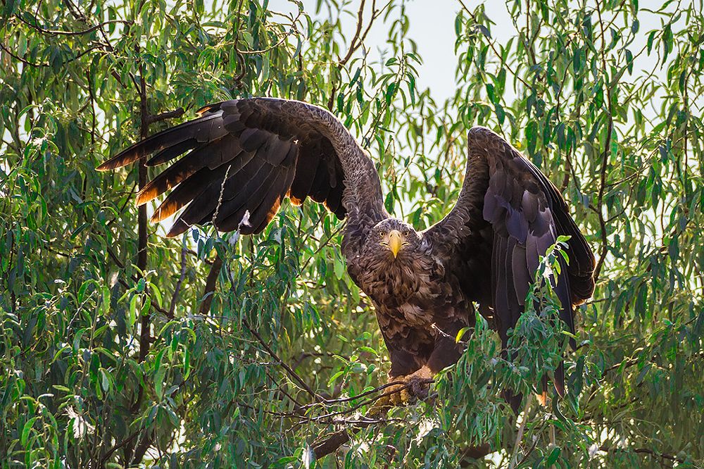 Photograph by Сергей Савви