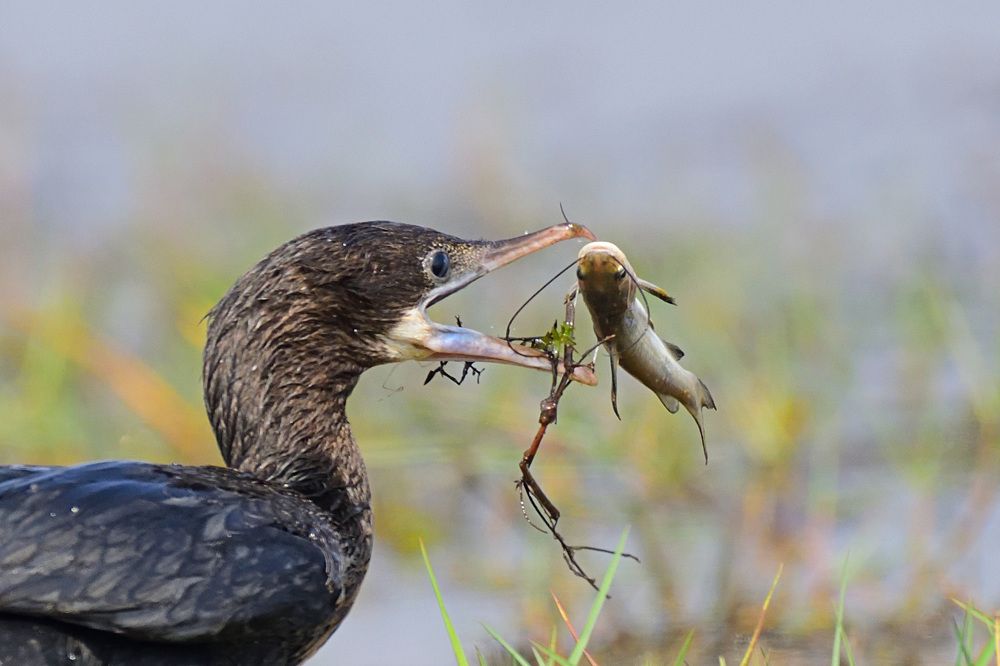 Little Cormorant with catch
