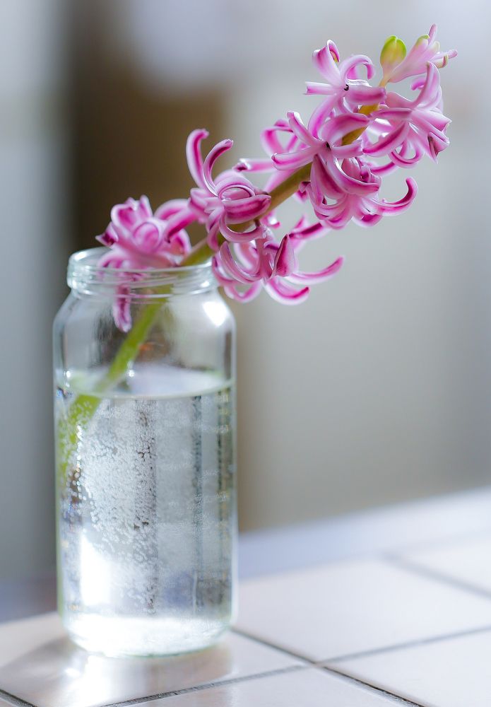 Первый вестник весны. The first messenger of spring.