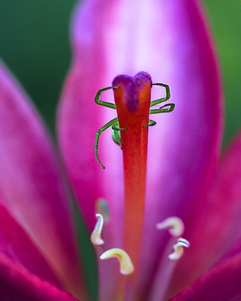 Photograph by Ирина Пикина