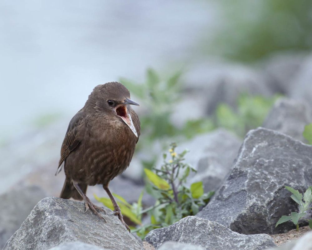 Песня скворца - Starling song