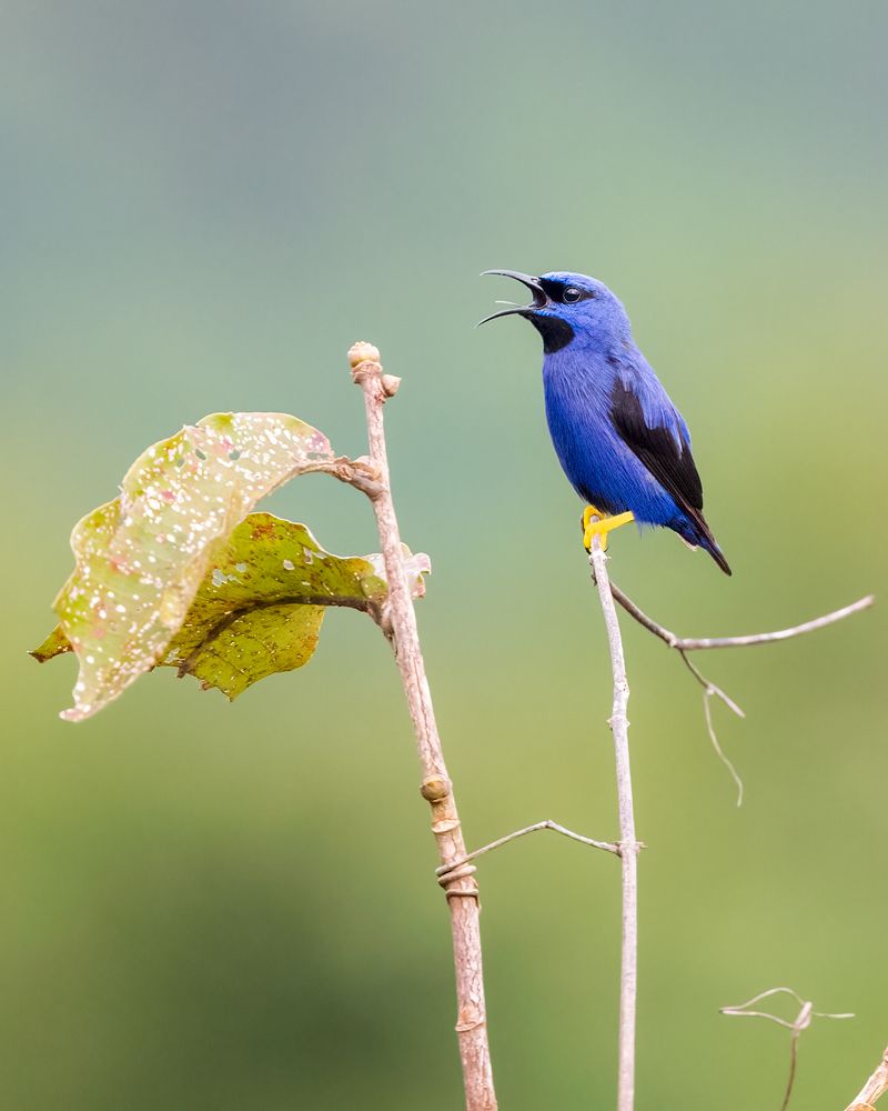 Photograph by Rafael Maffessoni