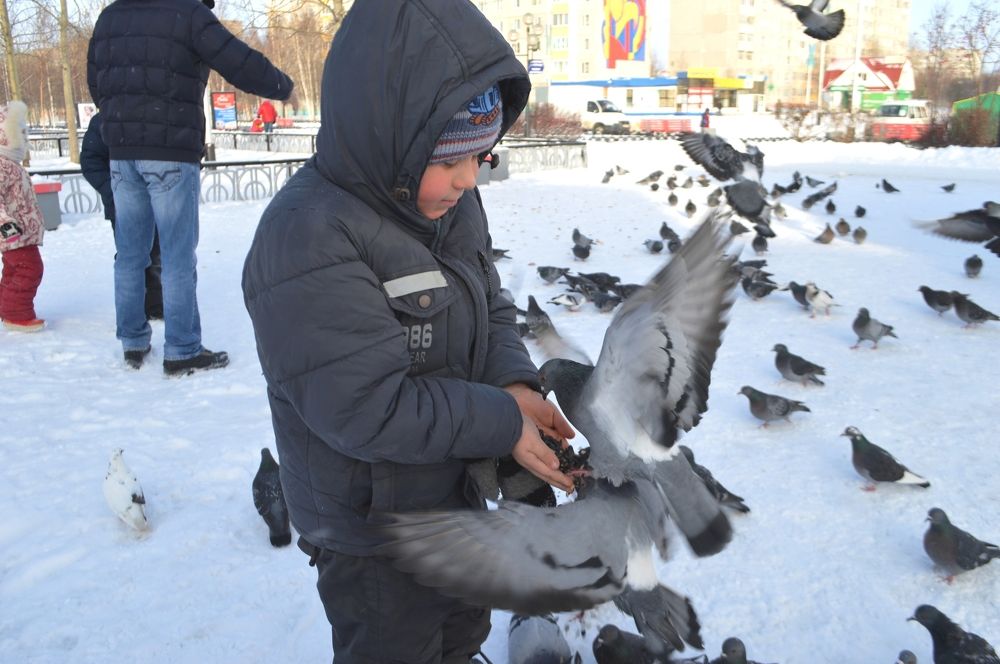 Кормление голубей
