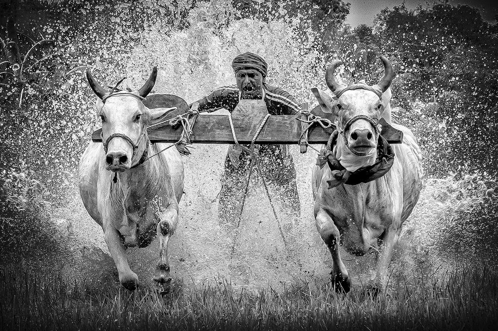 Running For The Triumph