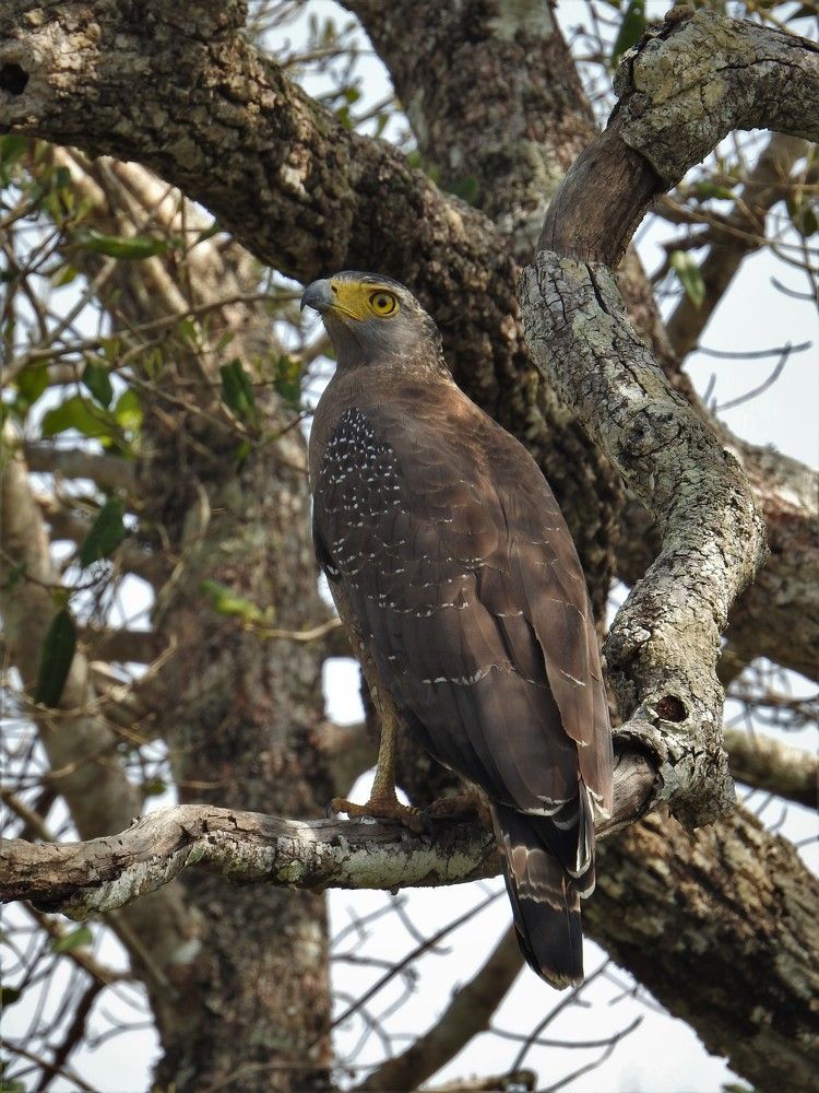Photograph by Dushmantha Kulathunga
