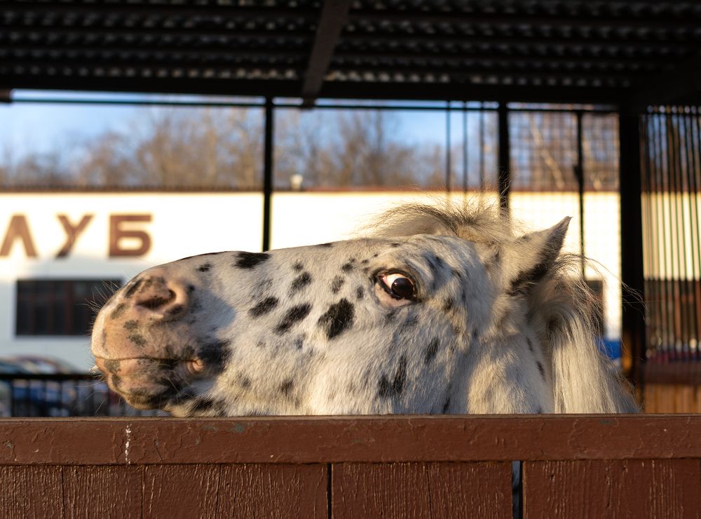 Пони тоже кони