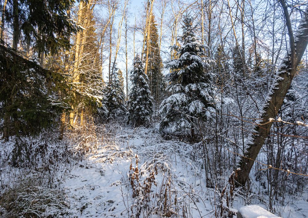 Зимний лес