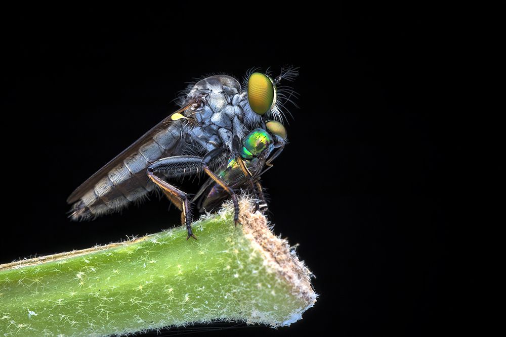 Caught what they do best