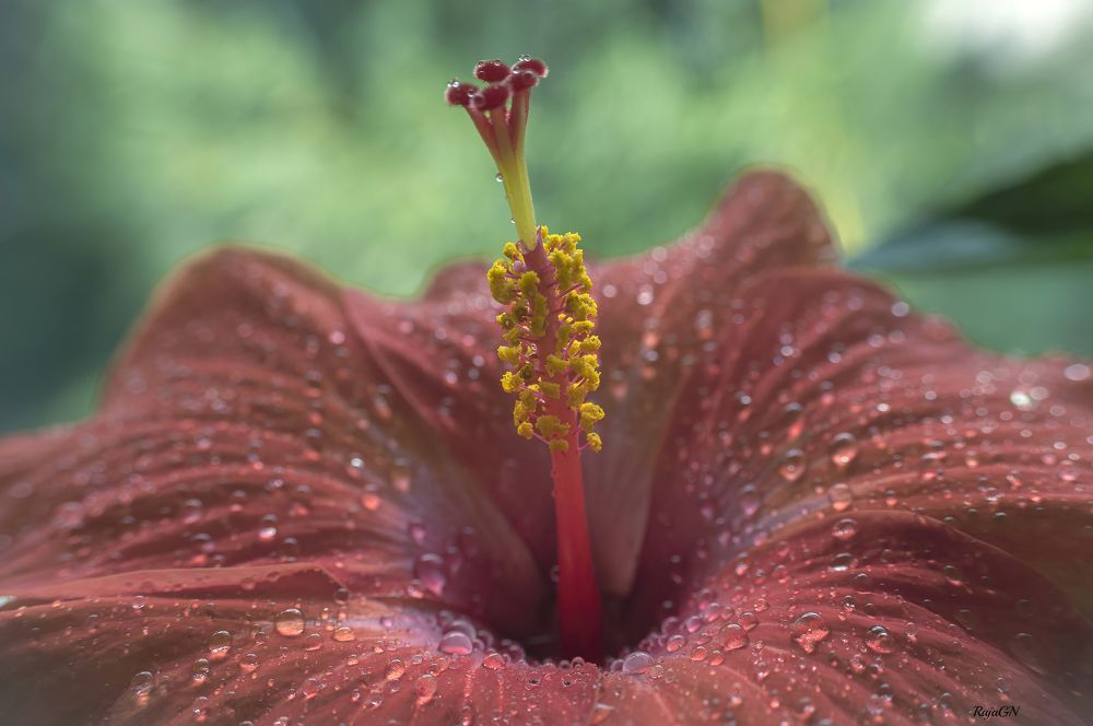 Photograph by RAJA G N