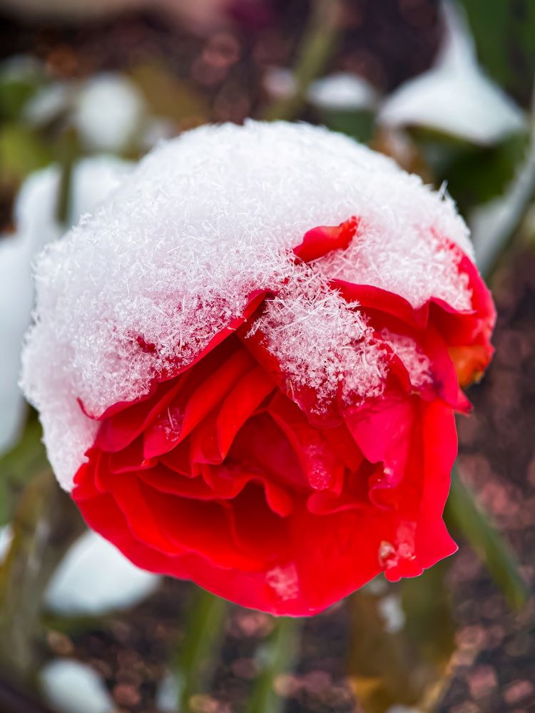 Цветы под снегом.