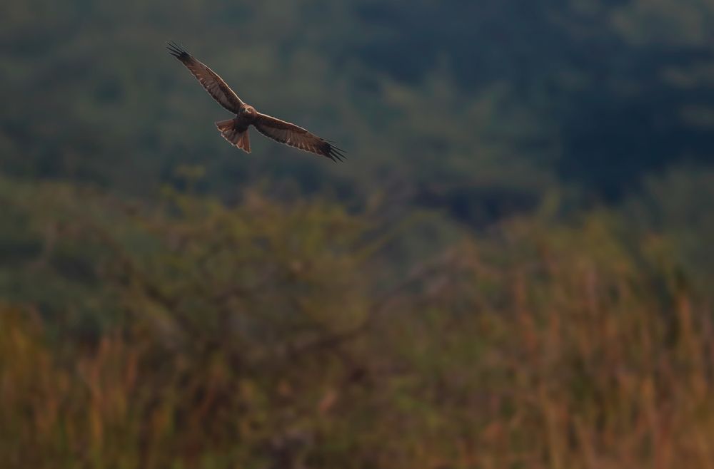 Photograph by Atul mehta