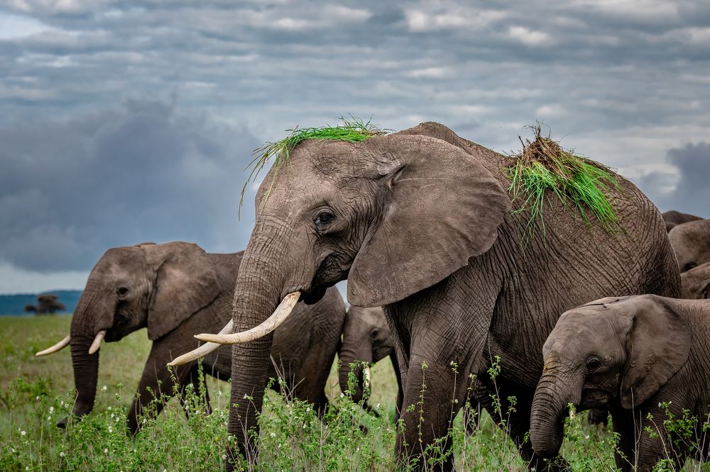Photograph by Дмитрий Николаев