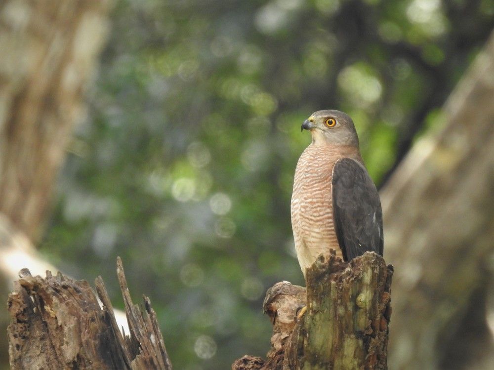 Photograph by Dushmantha Kulathunga