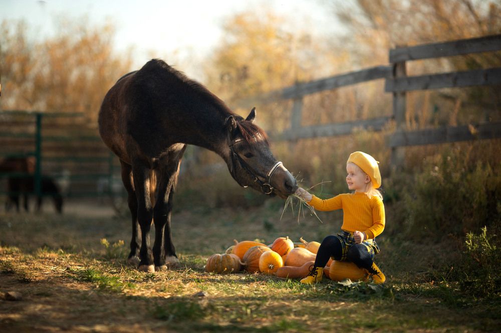 Любовь и лошади