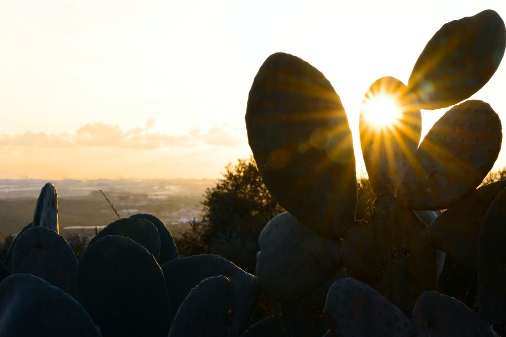 Sunset in a hole / Закат в кактусе