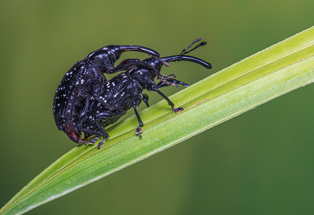 Photograph by Eduardo Di Fiore