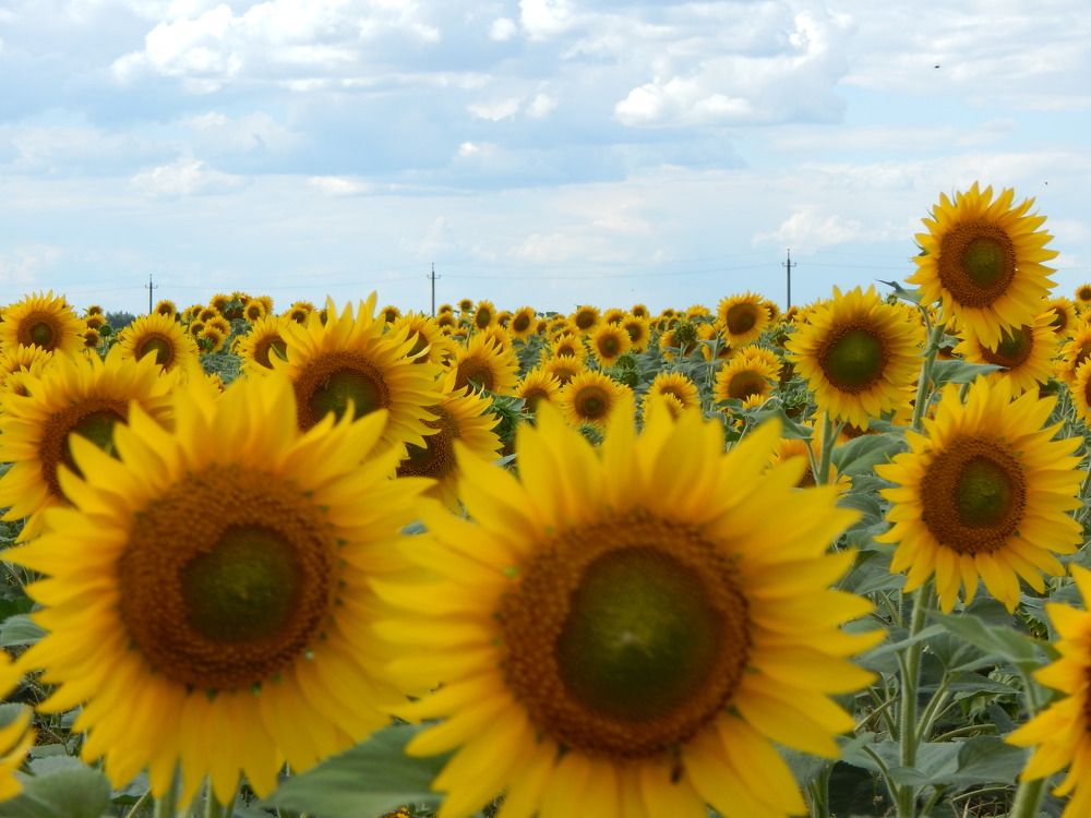 Photograph by Aлександра Зрелова