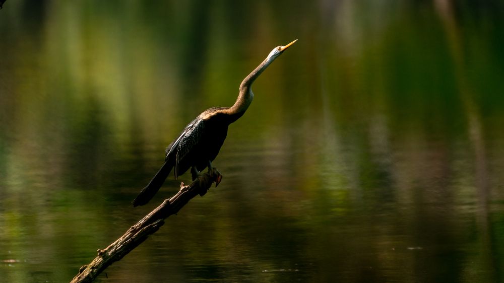 Photograph by DHANASEKAR R