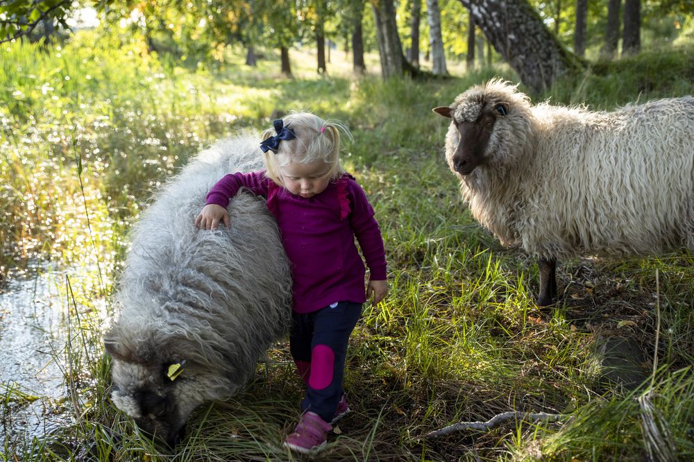 Little girl and the sheep