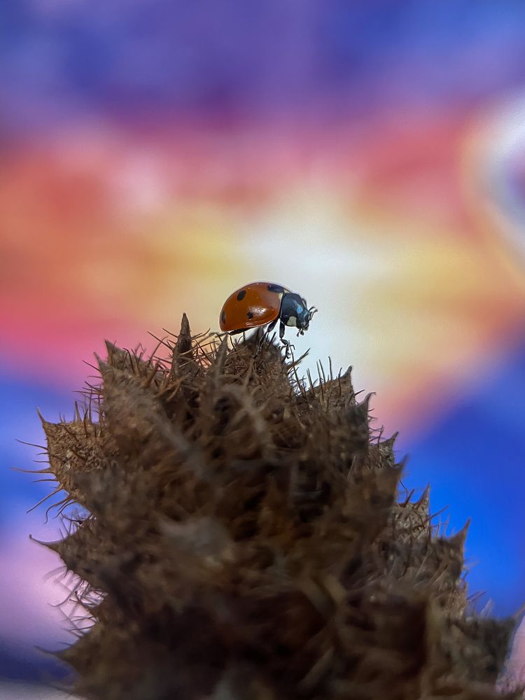 Photograph by Мария Чернецова