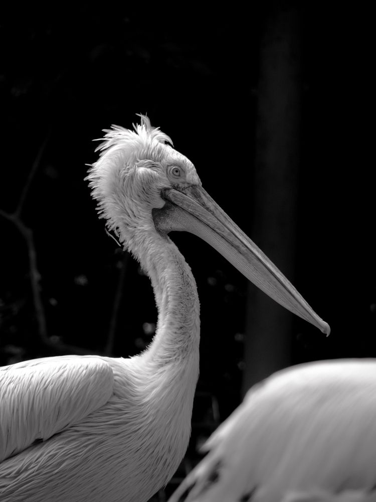 Photograph by Trixie Villon