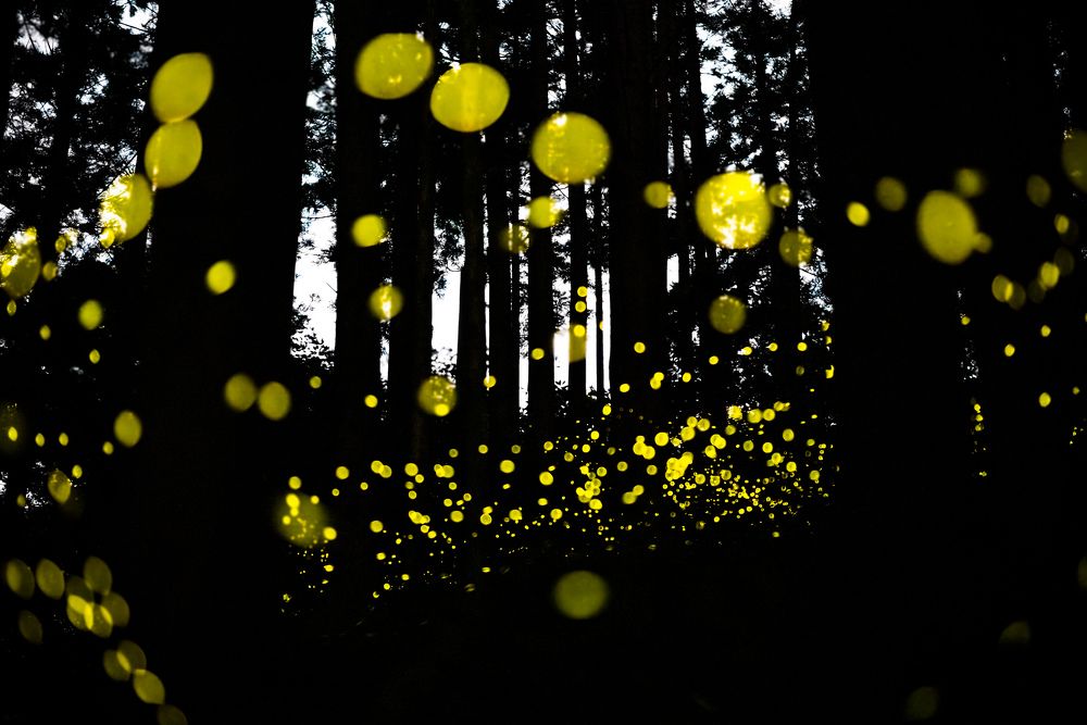 Photograph by Hiroike Masahiro